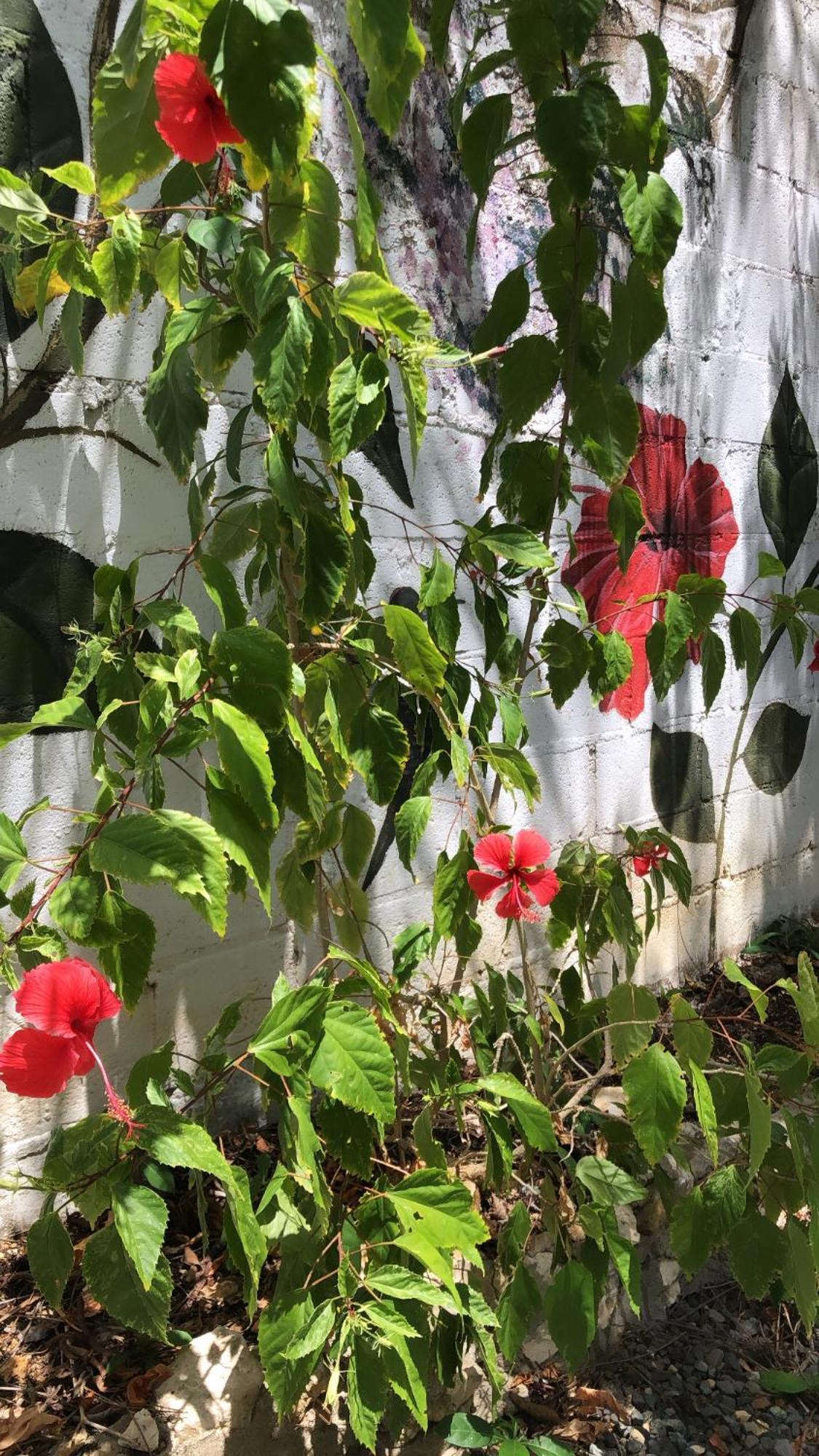 Casona La Carolina Villa San Andrés Dış mekan fotoğraf