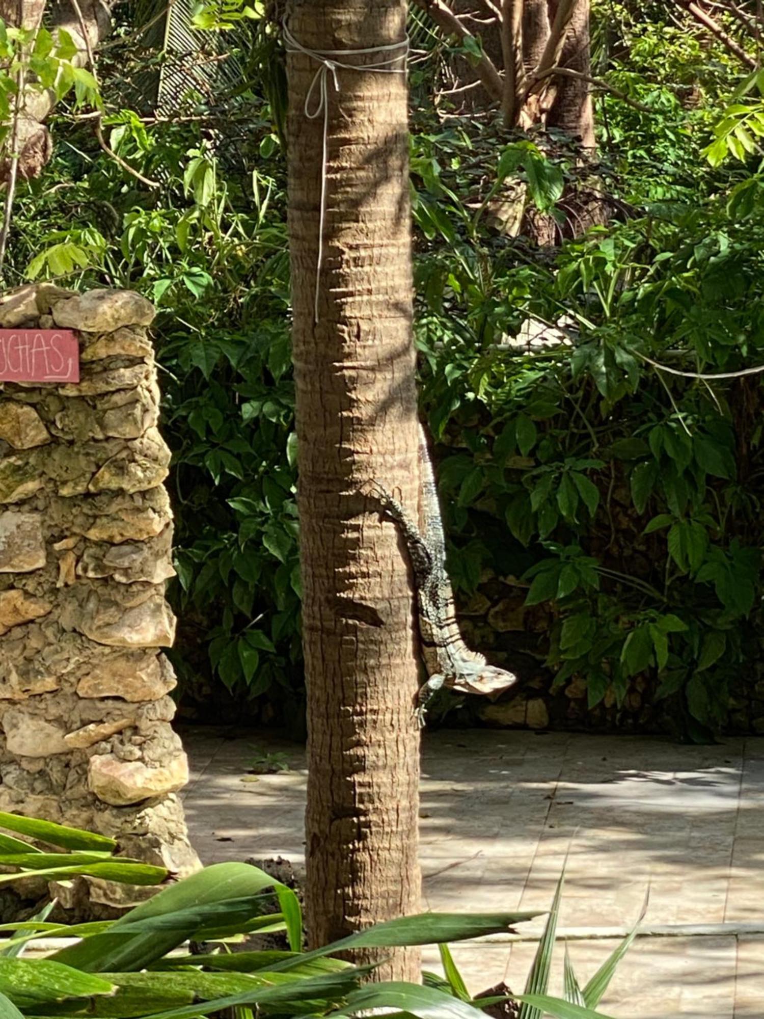 Casona La Carolina Villa San Andrés Dış mekan fotoğraf